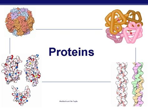 Foglia www. . Kim foglia protein synthesis